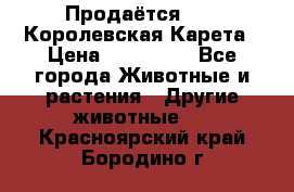 Продаётся!     Королевская Карета › Цена ­ 300 000 - Все города Животные и растения » Другие животные   . Красноярский край,Бородино г.